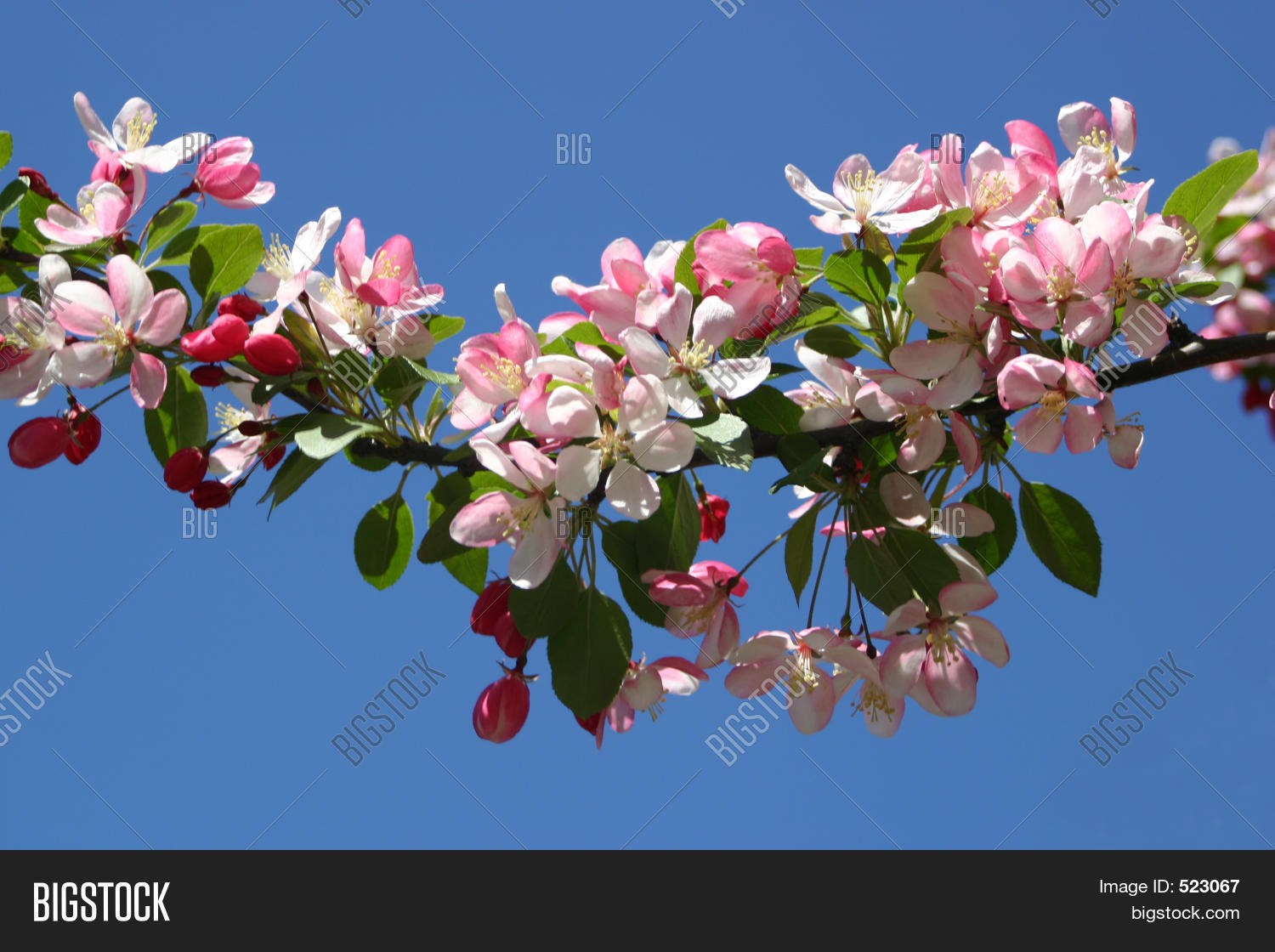 Cherry Blossoms Image & Photo (Free Trial) Bigstock