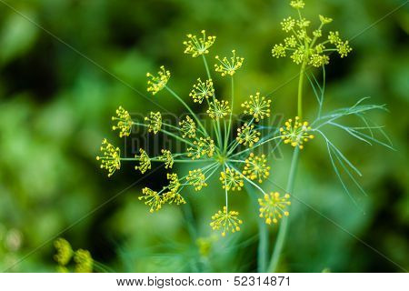 Branch Of Fresh Green Dill