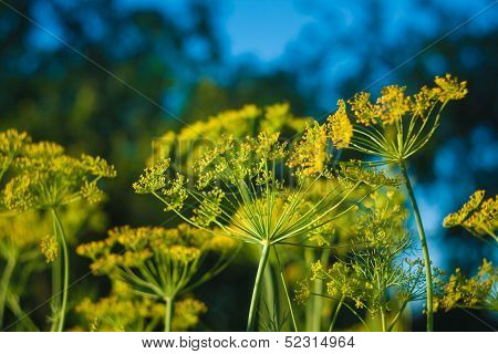 Branch Of Fresh Green Dill