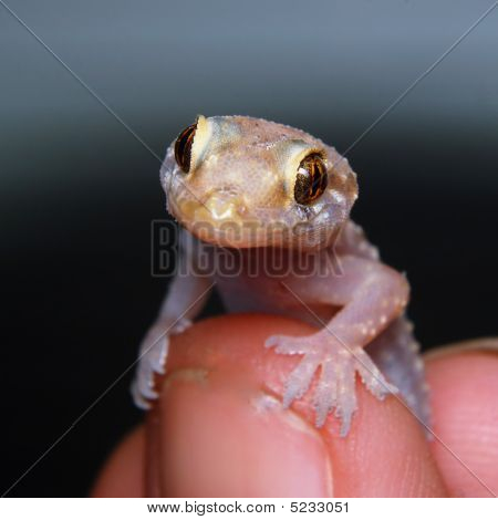 Lizzard