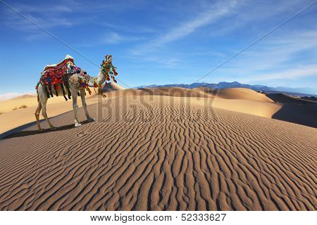 Gorgeous dromedary yells at the sand dunes. Dromedary decorated with picturesque harness and bright red blanket