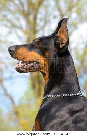 Ritratto di Dobermann nero