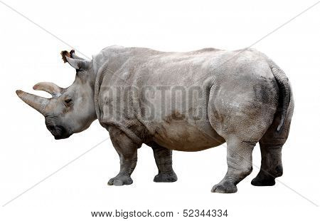 rhino on a white background