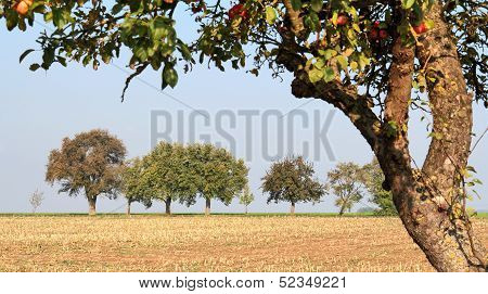 Vespertine Agriculture Scenery