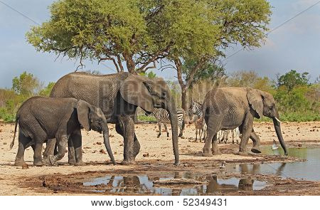 Elephants at Waterhole
