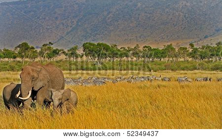 Elephant on the plains of Kenya
