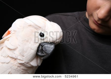 摩鹿加鹦鹉与人类同伴