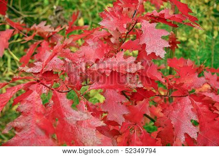 Autumn,red Oak Leaves In The Rain Drops.