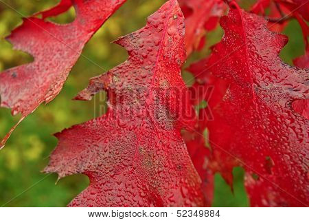 Autumn,red Oak Leaves In The Rain Drops.