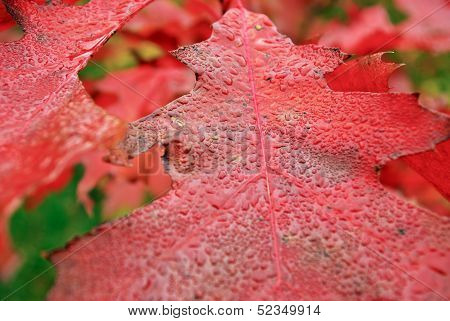 Autumn,red Oak Leaves In The Rain Drops.