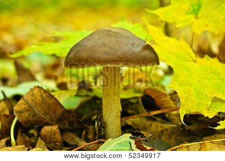 Mushrooms Among Fallen Leaves In The Autumn Forest.