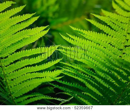 Fresh Green Fern Leaves
