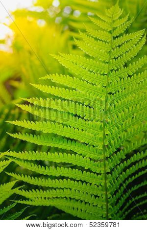 Fresh Green Fern Leaves
