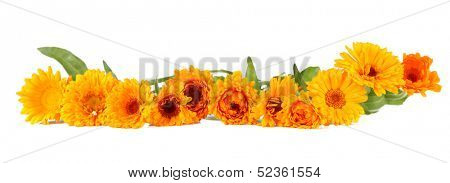 Calendula flowers isolated on white