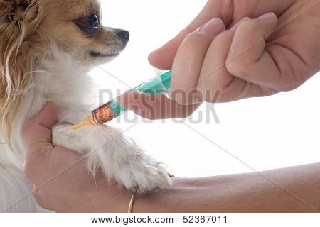 Vet And Dog