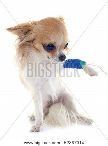 Chihuahua And Drip