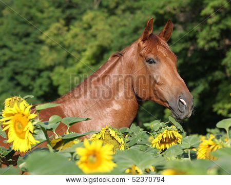 Beautiful Horse In Sunflowers