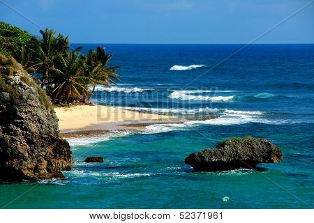 Beach Orchid bay