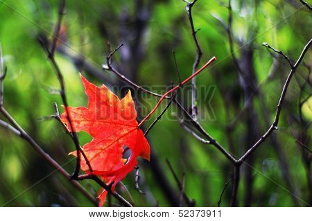 maple-leaf