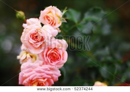 rose