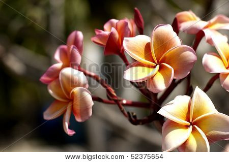 Pink frangipani plumeria flower
