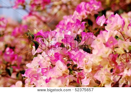 bougainvillia
