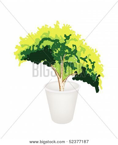 Illustration Of Evergreen Plant In Flower Pot