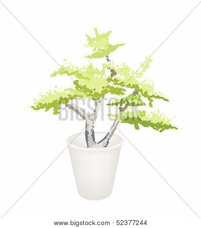 Illustration Of Bonsai Tree In Flower Pot