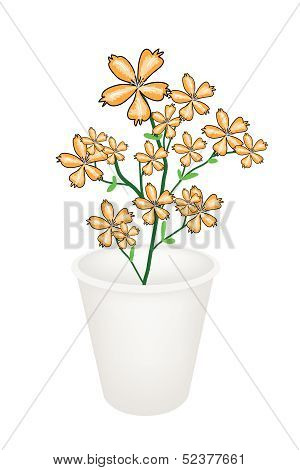 Lovely Orange Cosmos Flowers In A Flowerpot