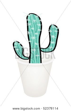 A Succulent Plant In A Flower Pot