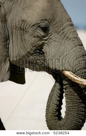 Etosha 069
