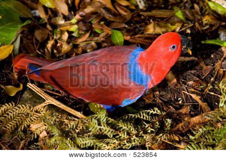 นกแก้ว Lory สีแดง