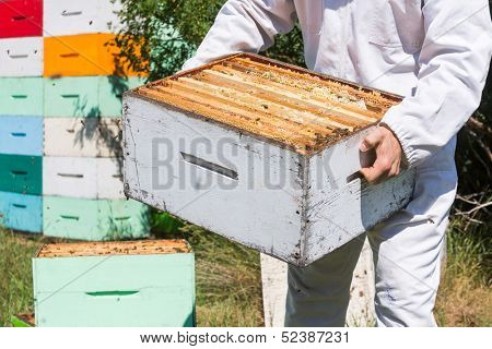 Midsection of beekeeper in protective workwear carrying honeycomb box at apiary