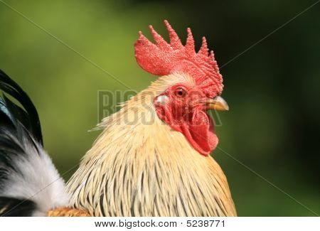 Pollo