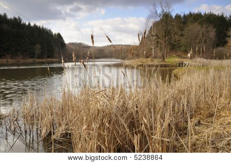 Lake in den Wäldern