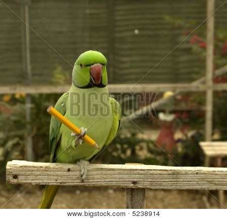 Bleistift Holding Papagei