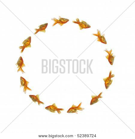 Gold Fishes