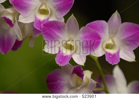 Morgen Orchideen