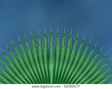 aloe leafs