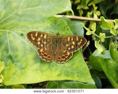 Canary Speckled Wood Butterfly