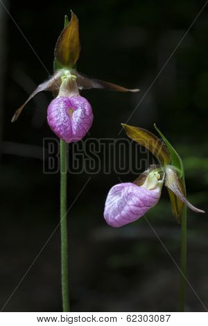 Wild pink lady slipper (Cypripedium acaule) growing in the forest in rural Prince Edward Island, Canada. This flower is part of the orchid family & is the provincial flower for PEI and Minnesota. 