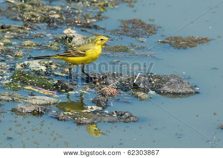 British Yellow Wagtail Standing On Floating Garbage And Sewage
