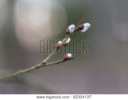 willow twig with buds