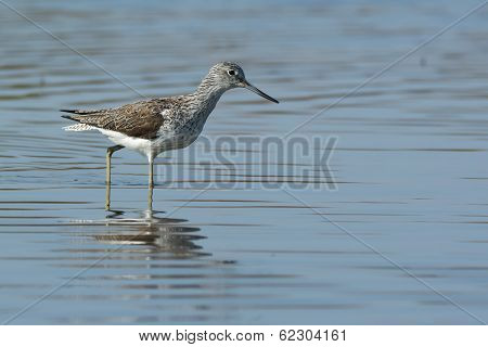 Common Greenshank (tringa Nebularia) Wading Through Water