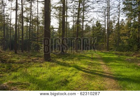 Path through a pine forest in spring