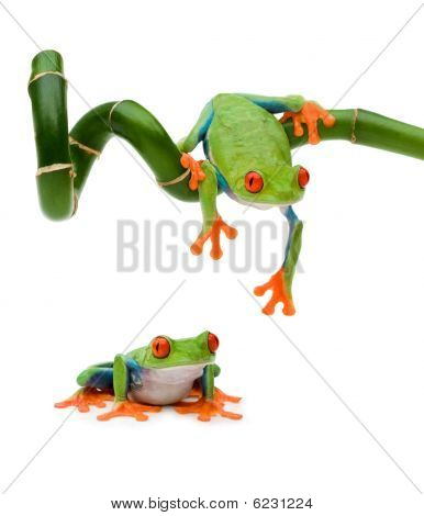 Røde øjne Tree Frog