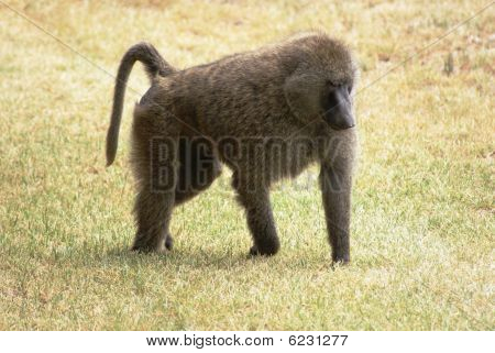 ลิงบาบูนที่เดิน