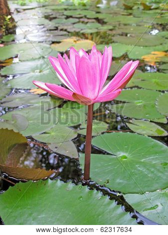 Lotus