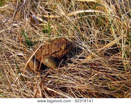 Frog Toad In The Meadow