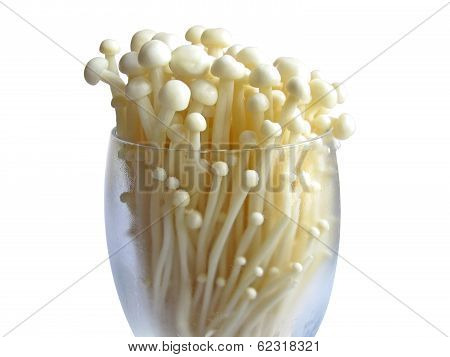 Golden Needle Mushroom